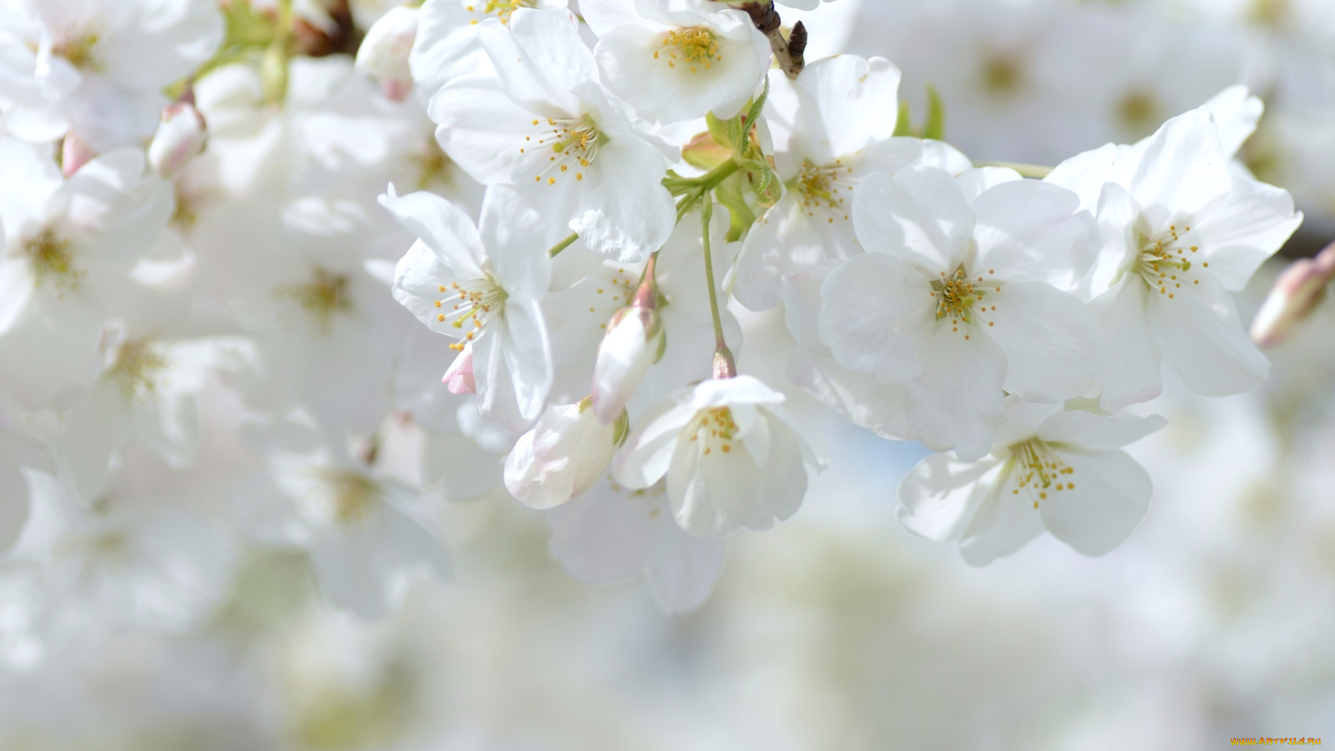 цветы, цветущие, деревья, кустарники, весна, нежность