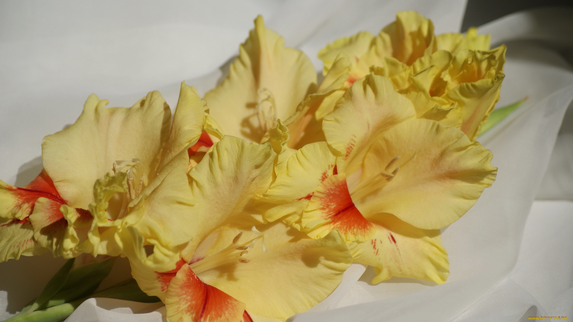 цветы, гладиолусы, гладиолус