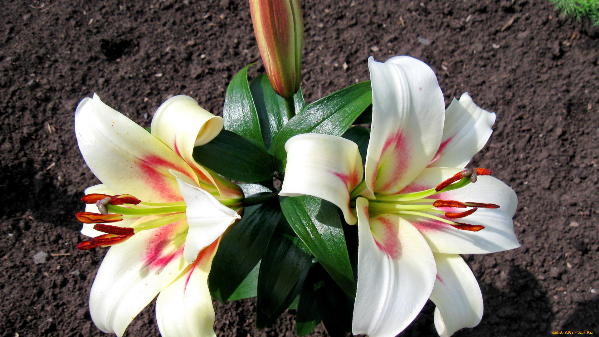 цветы, лилии, лилейники