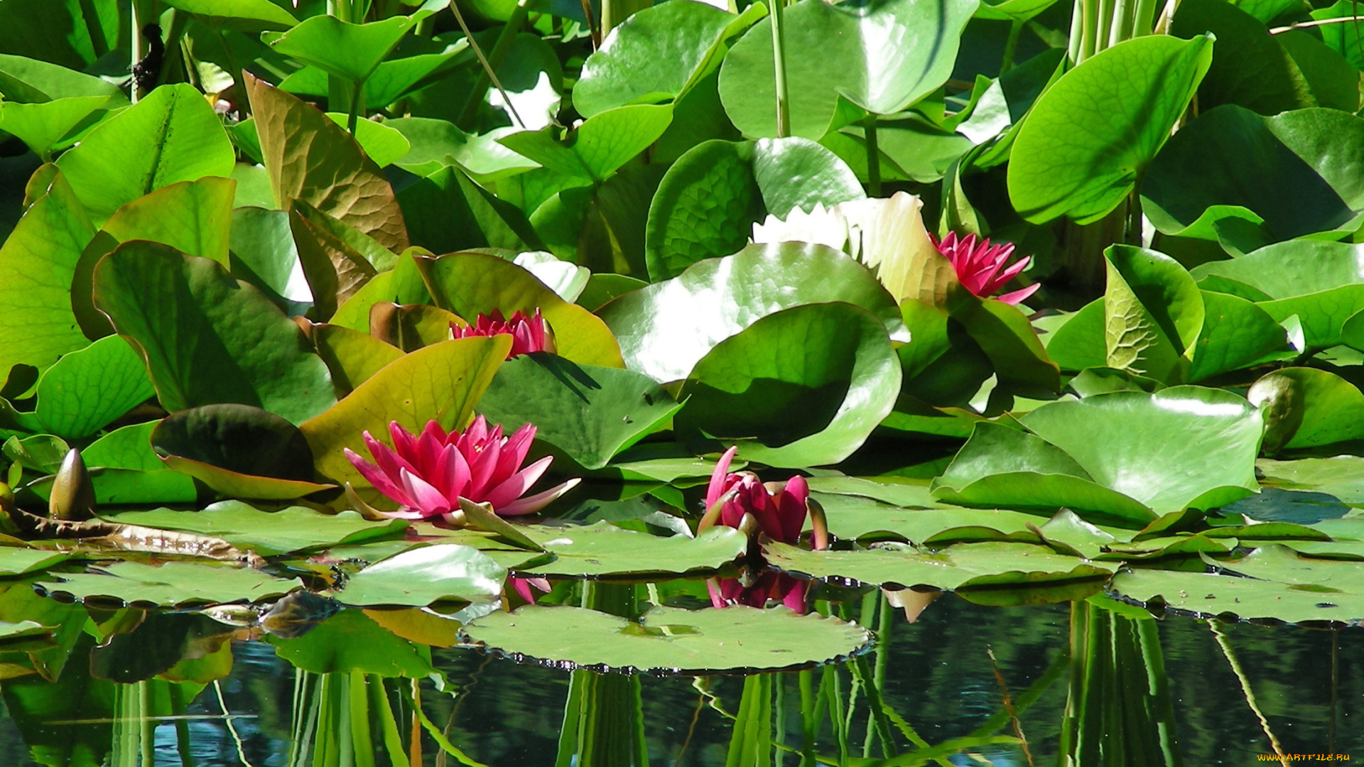 цветы, лилии, водяные, нимфеи, кувшинки, листья