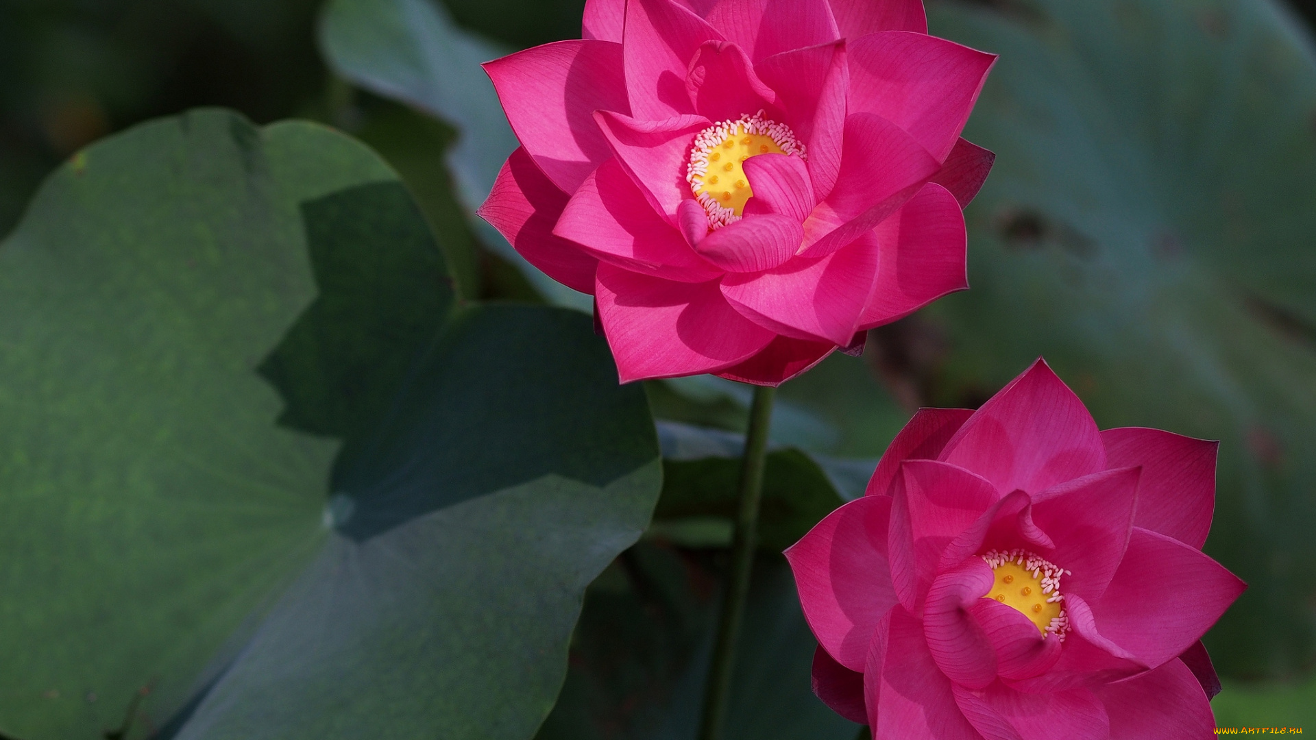 цветы, лотосы, малиновый, яркий