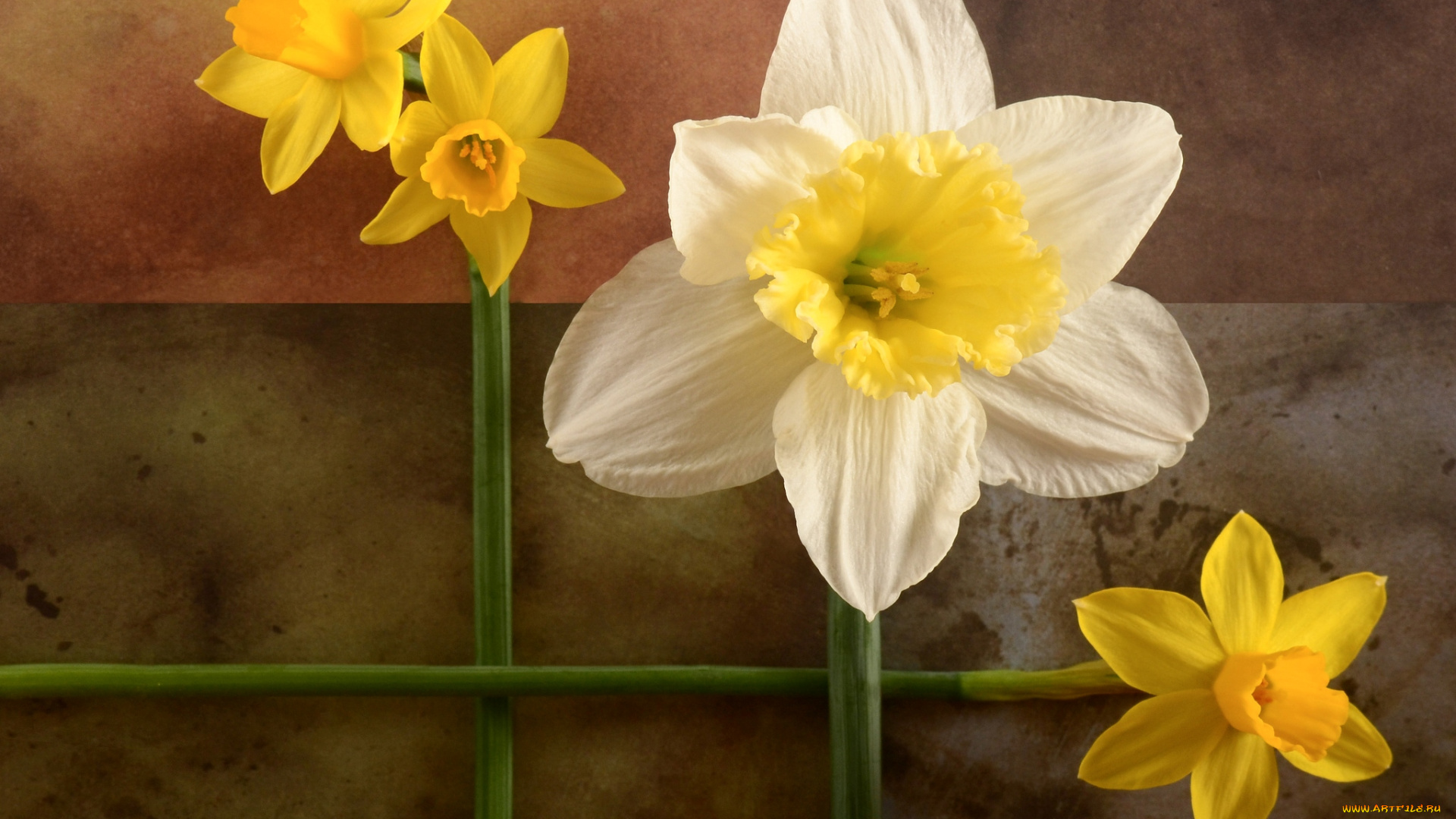 цветы, нарциссы, геометрия