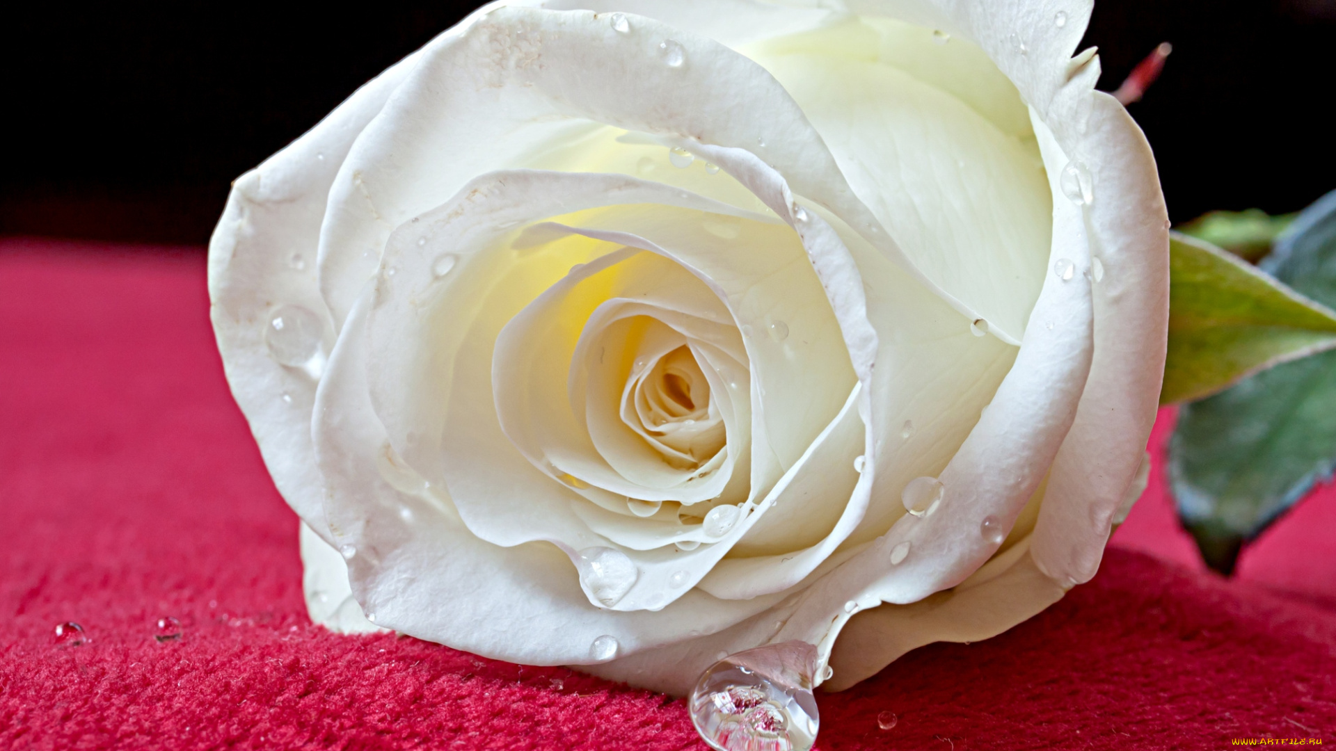 цветы, розы, белый, лепестки, капли, макро