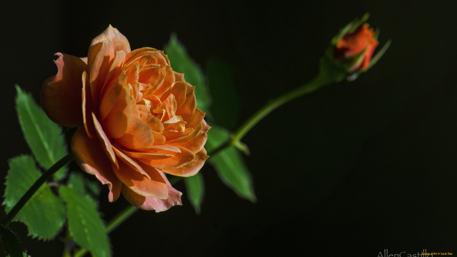 цветы, розы, бутон, оранжевый