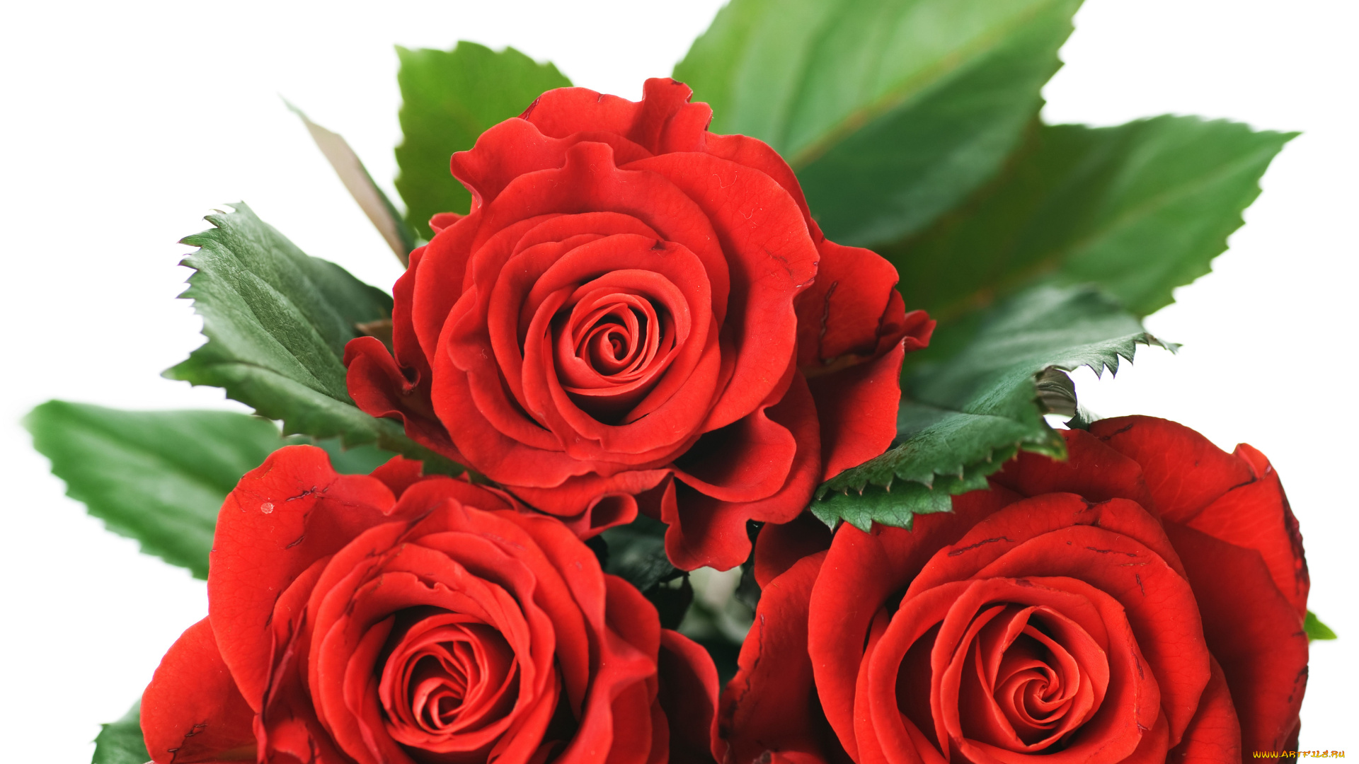 цветы, розы, бутоны