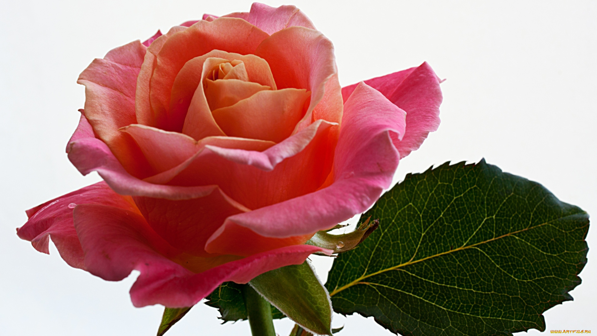 цветы, розы, лепестки