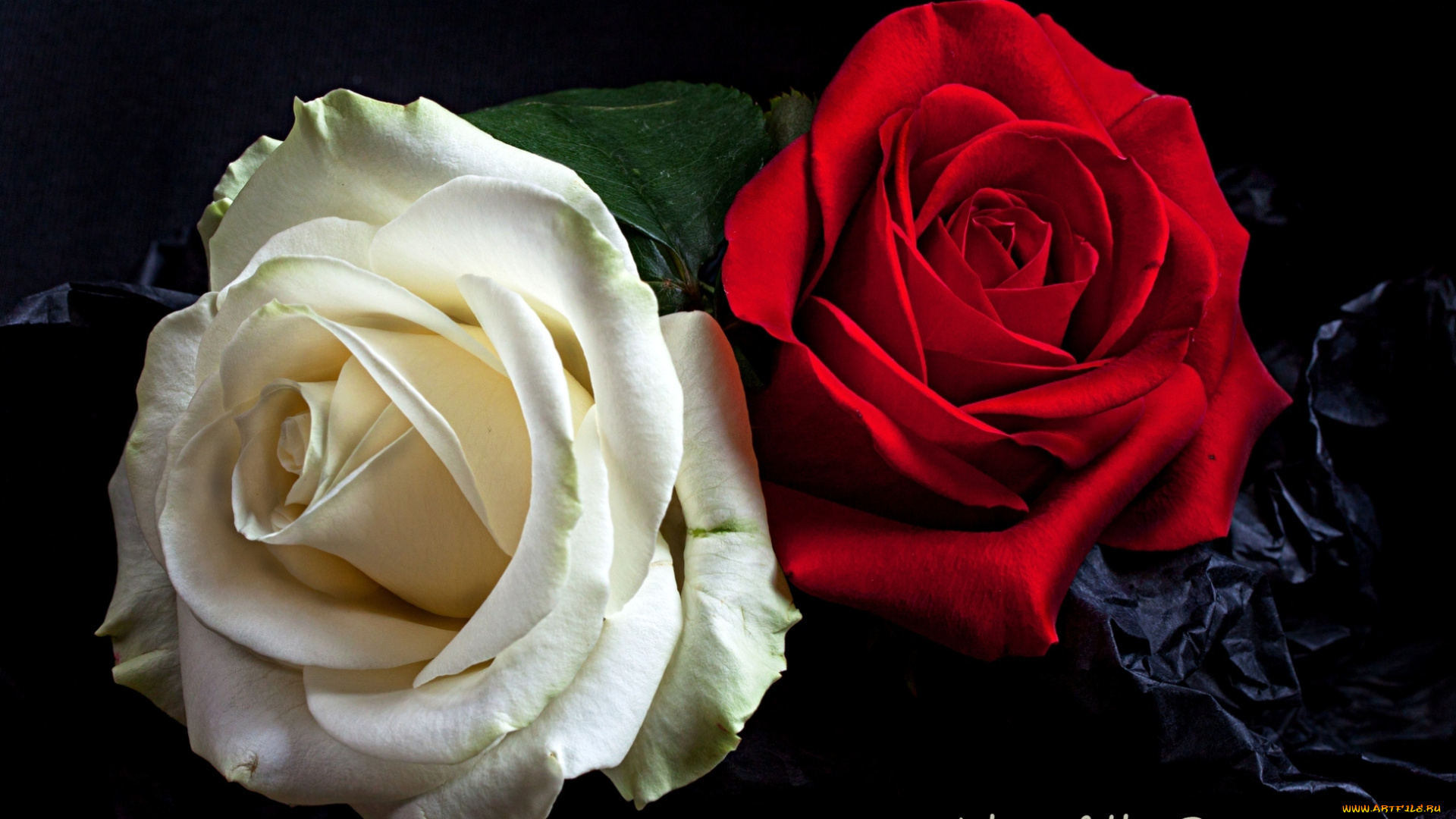 цветы, розы, война, пара, белый, красный