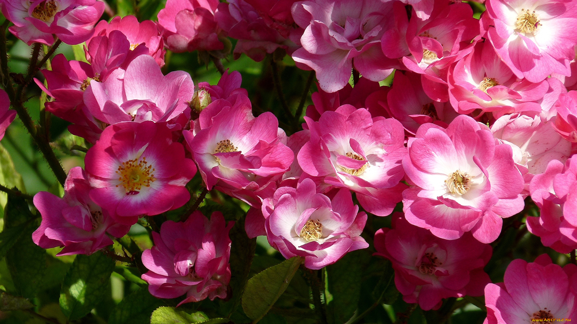 цветы, шиповник, много, розовый