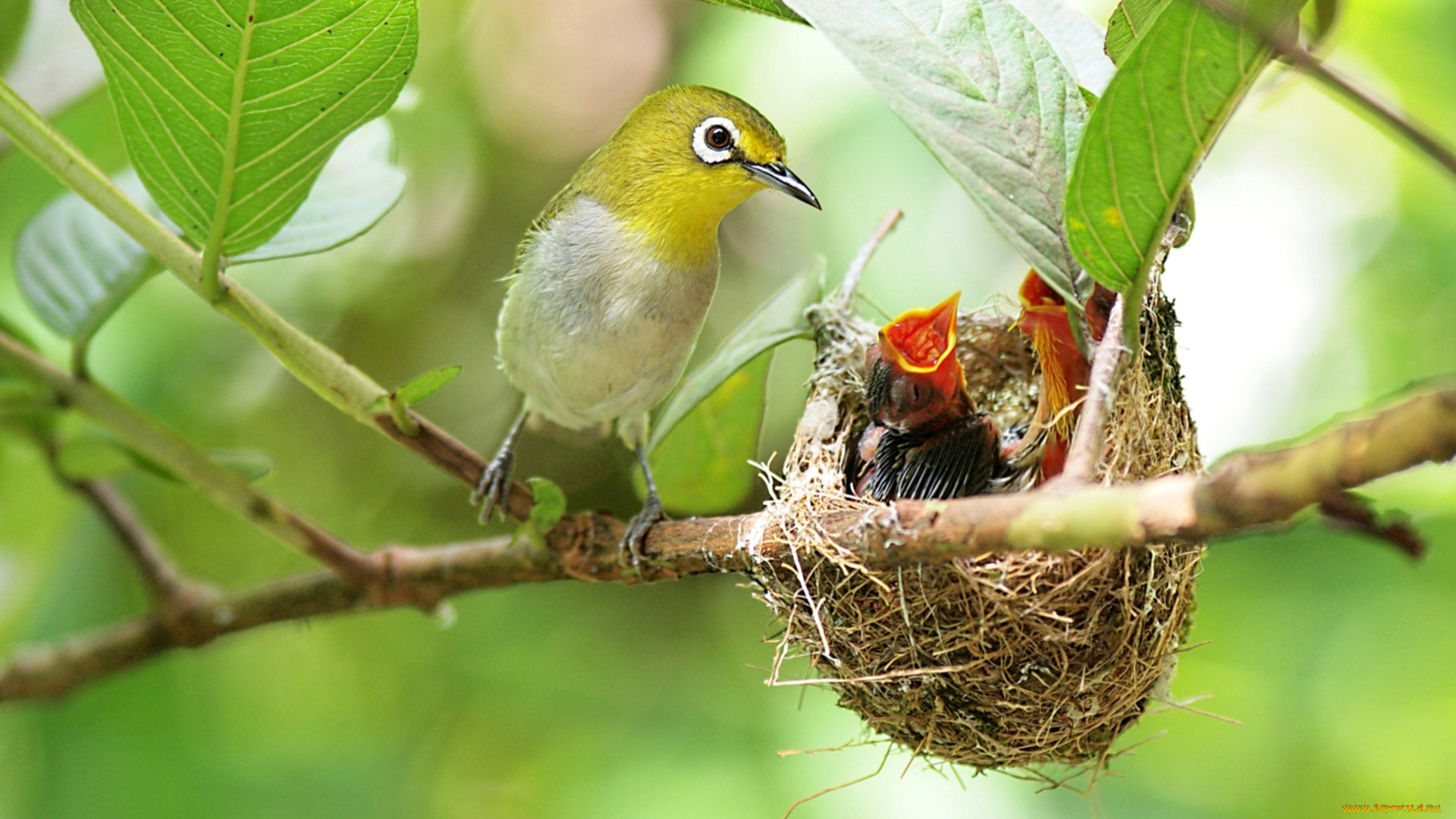 животные, гнезда, птиц, ветка, птенцы