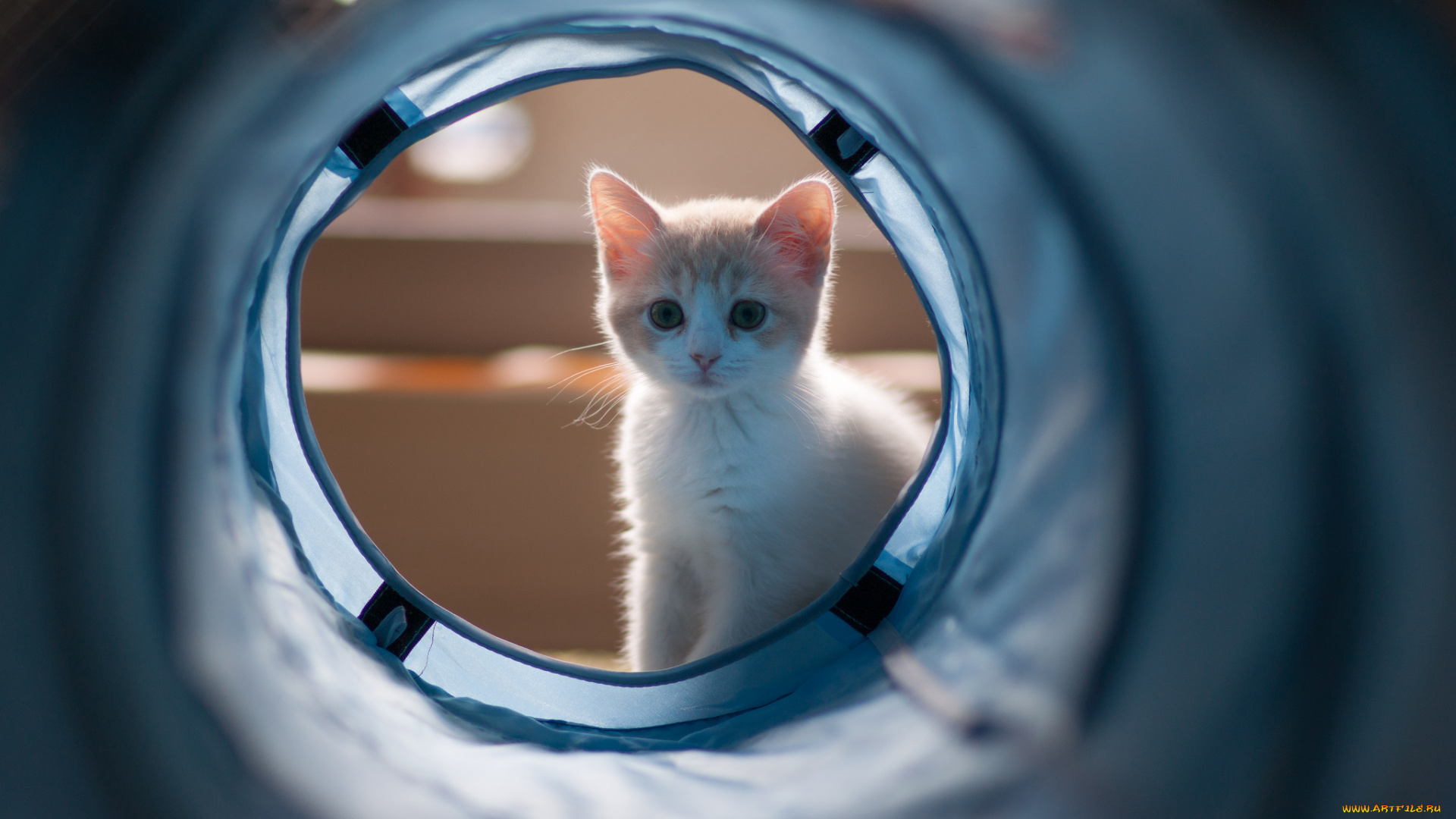 животные, коты, hannah, benjamin, torode, котёнок