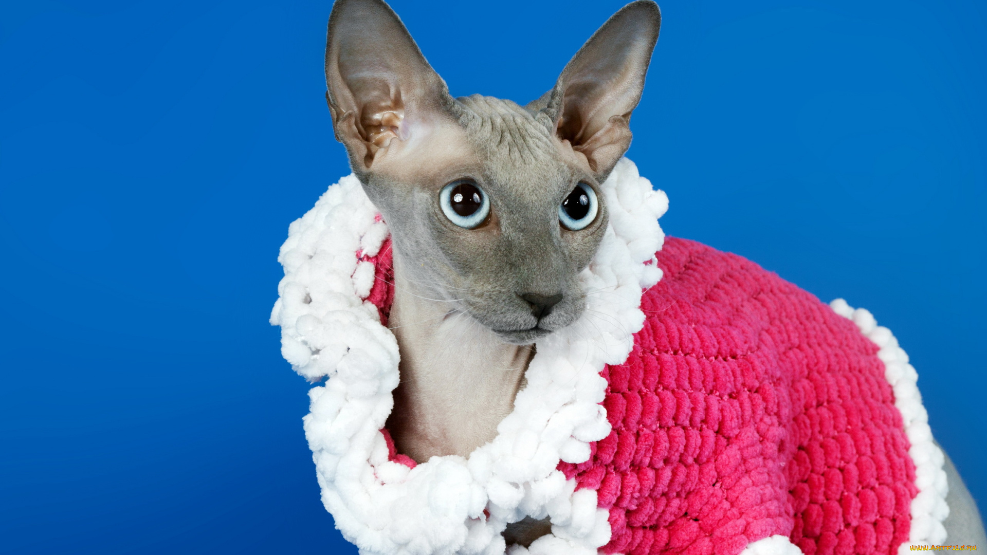 животные, коты, кошка, взгляд, фон