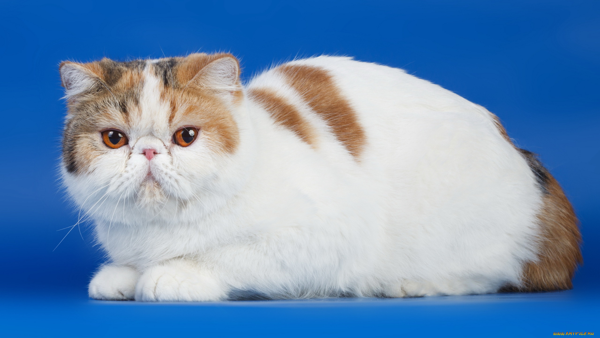 животные, коты, кошка, взгляд, фон