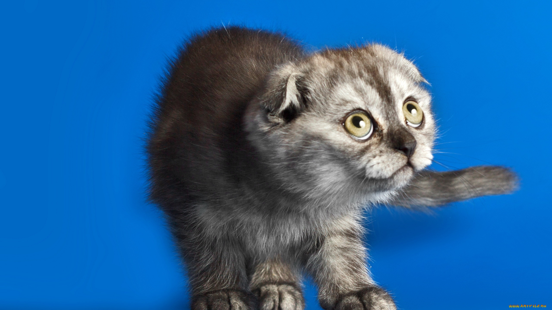 животные, коты, кошка, взгляд, фон, вислоухий