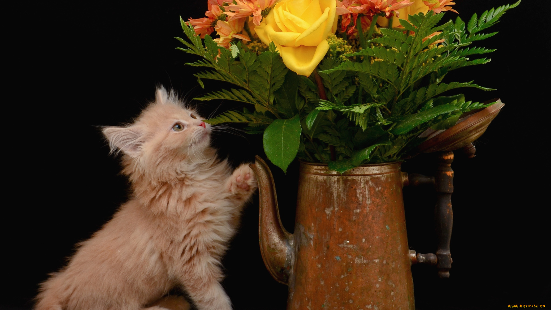 животные, коты, котенок, букет, ваза
