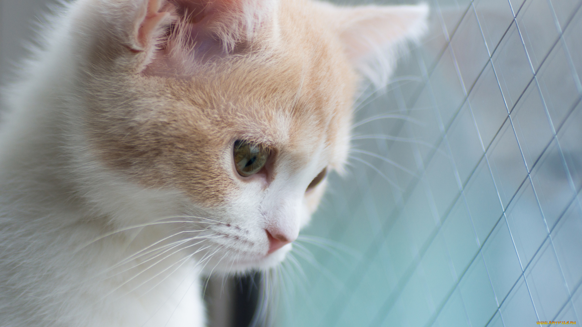 животные, коты, котёнок, hannah, benjamin, torode