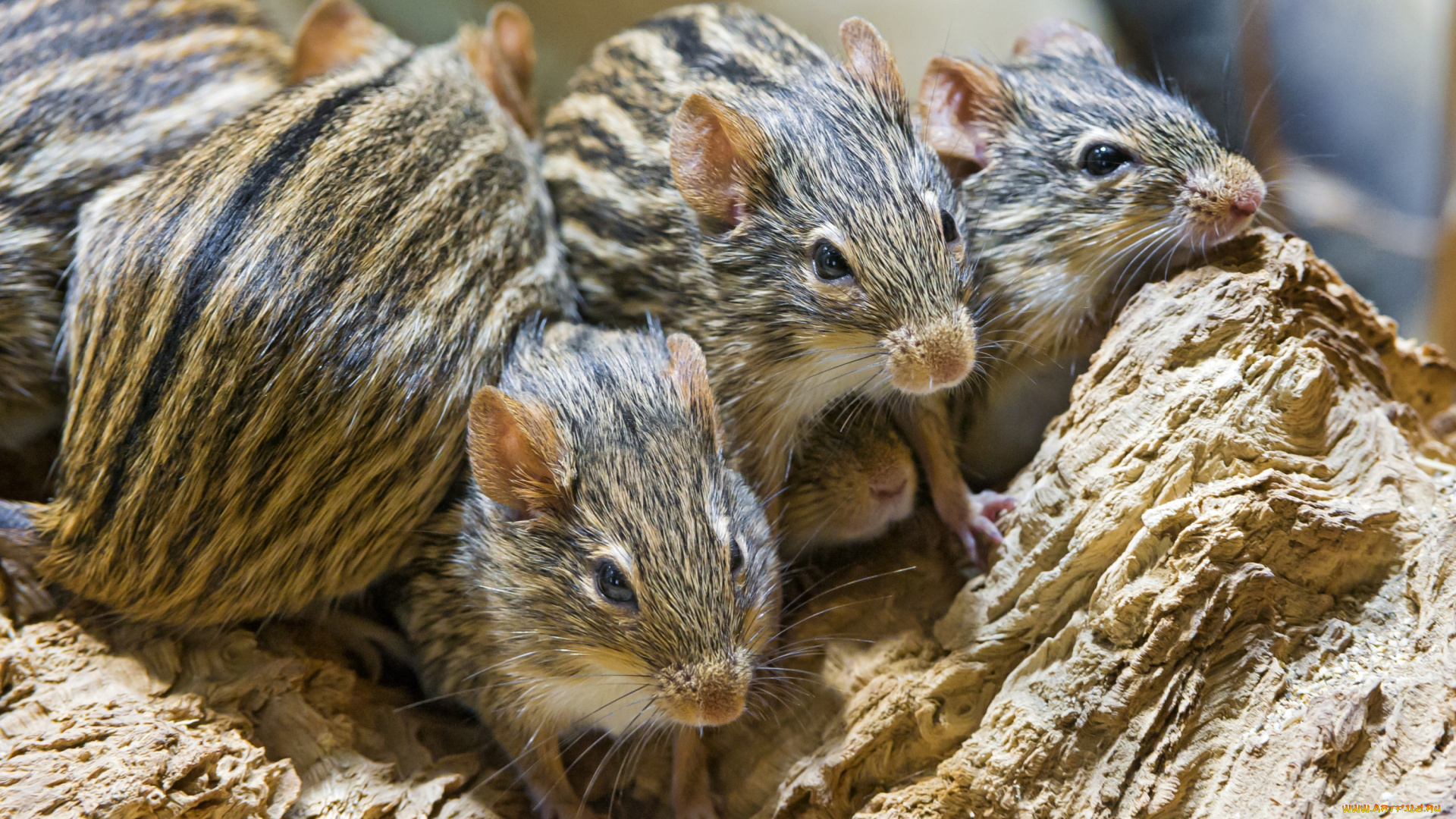 животные, крысы, мыши, полосатики