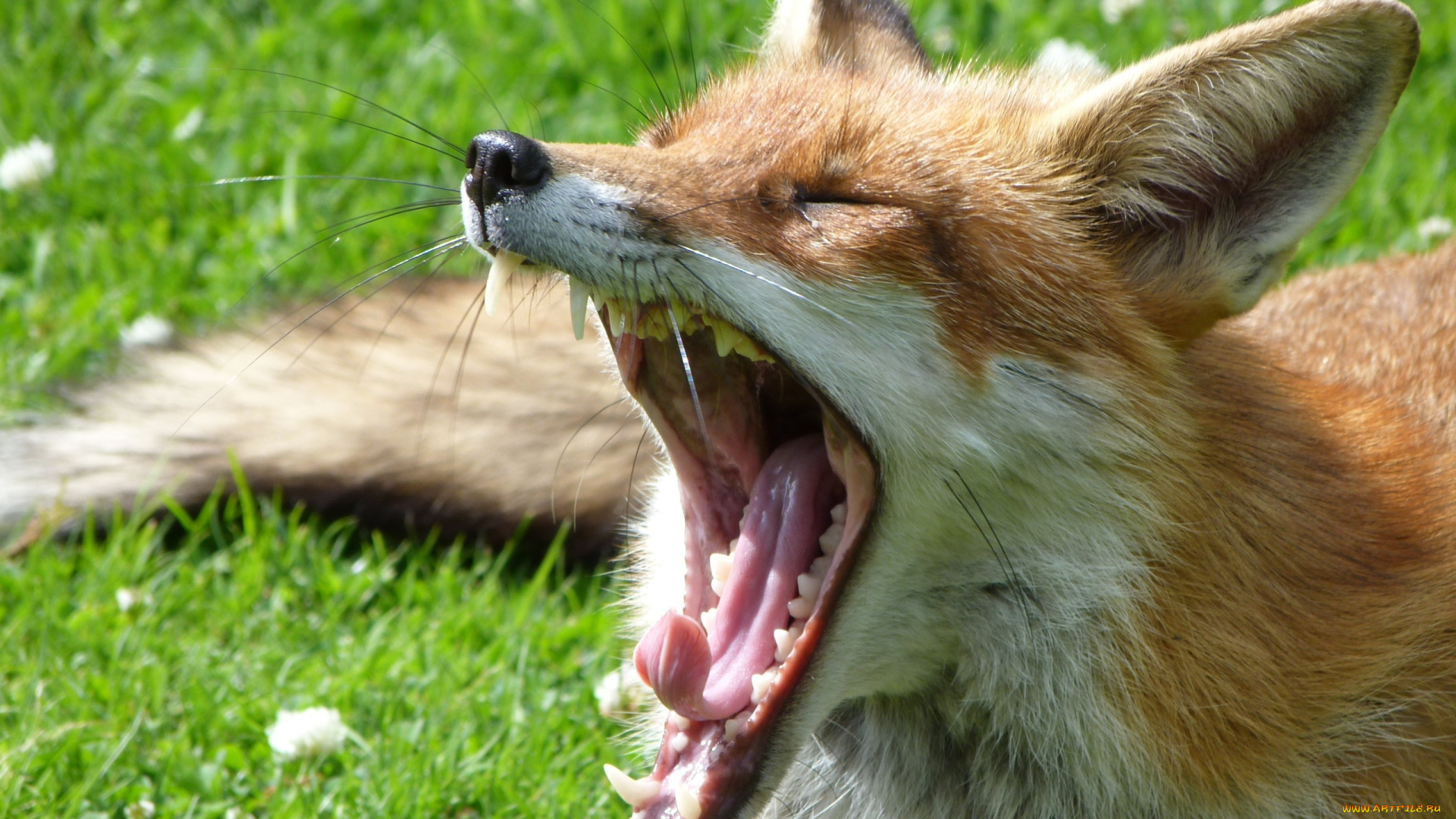 животные, лисы, трава, зевота, лиса