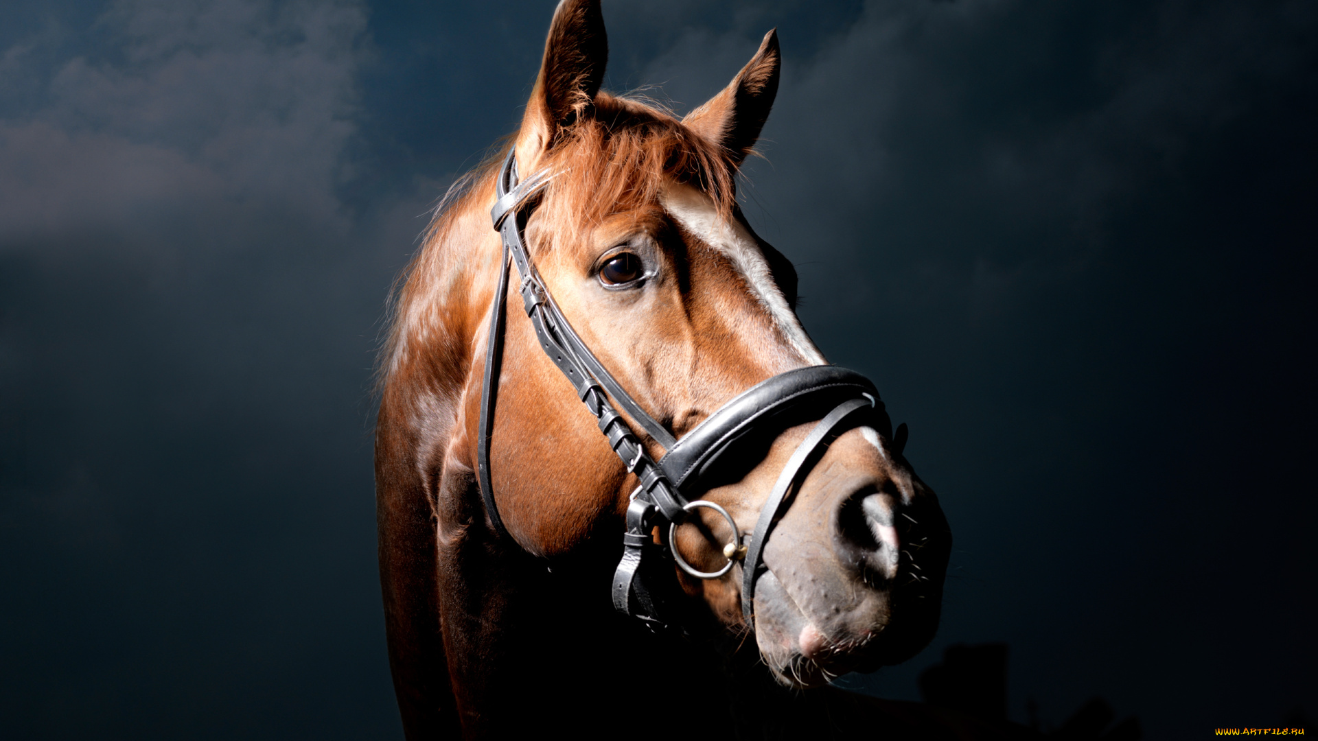 животные, лошади, черный, фон, конь, лошадь