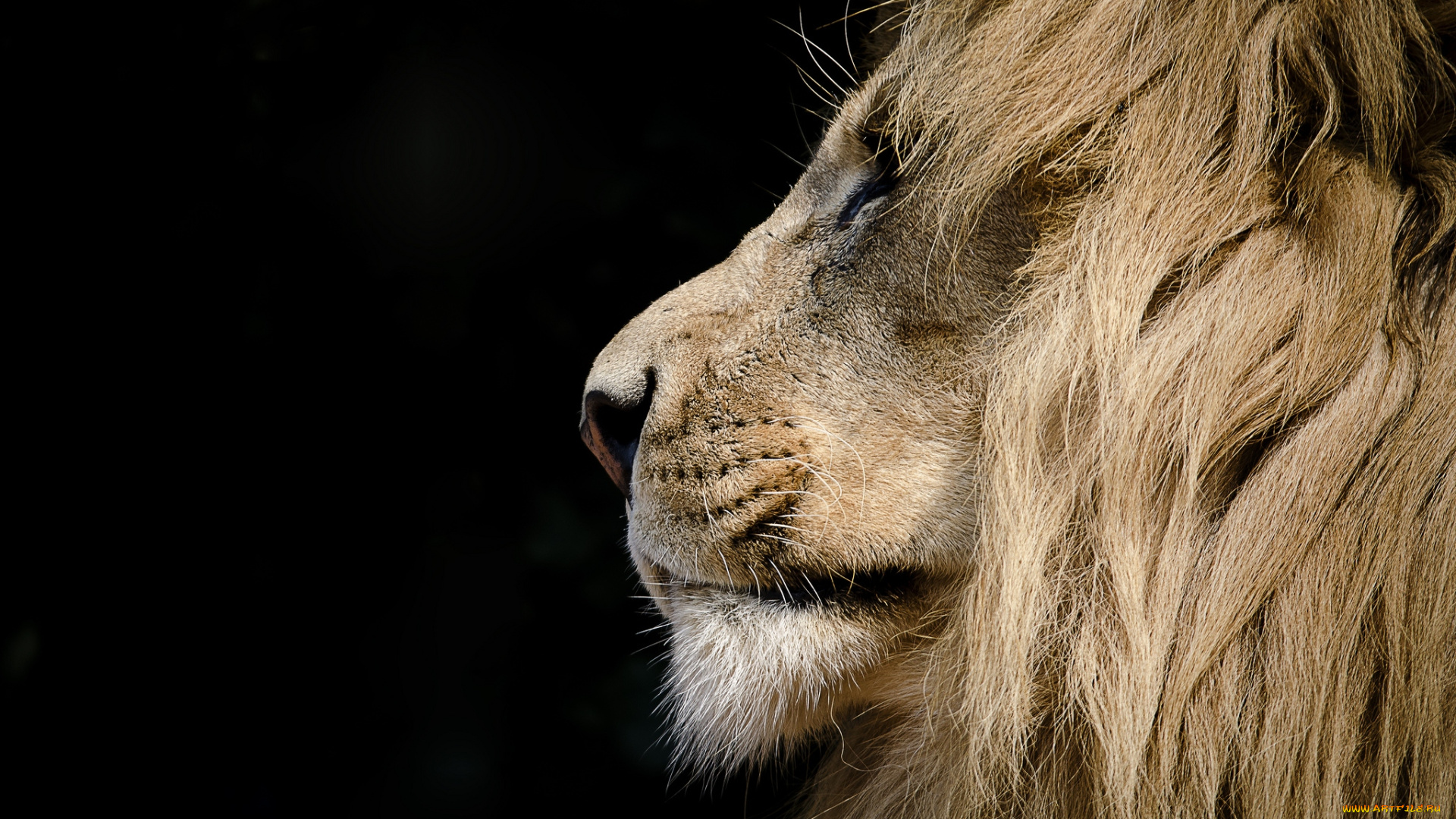 животные, львы, профиль, грива