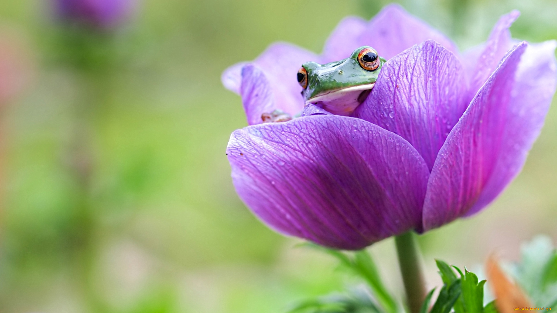животные, лягушки, анемон