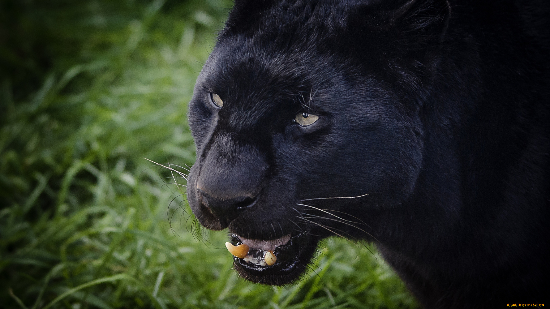 животные, пантеры, рык, морда