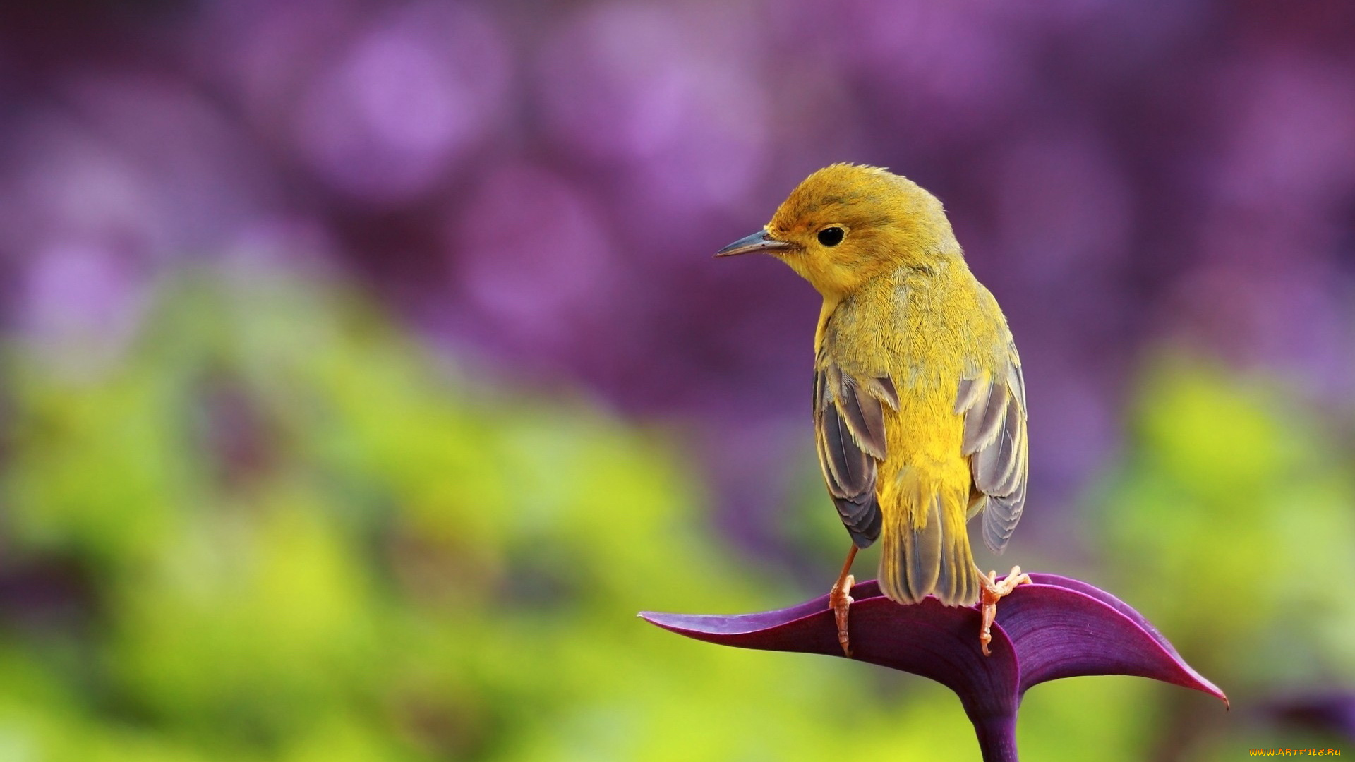 животные, птицы, птица, фон