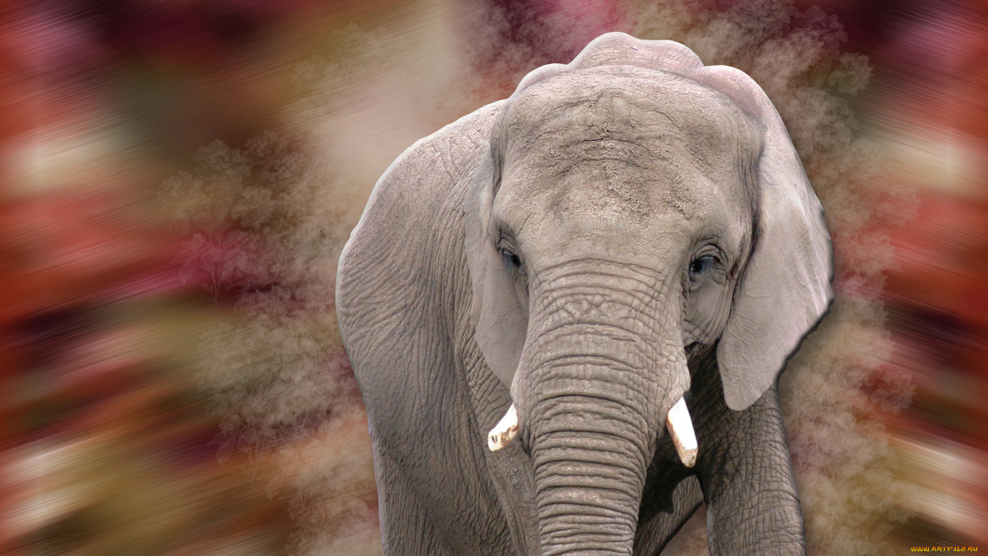 животные, слоны, слон