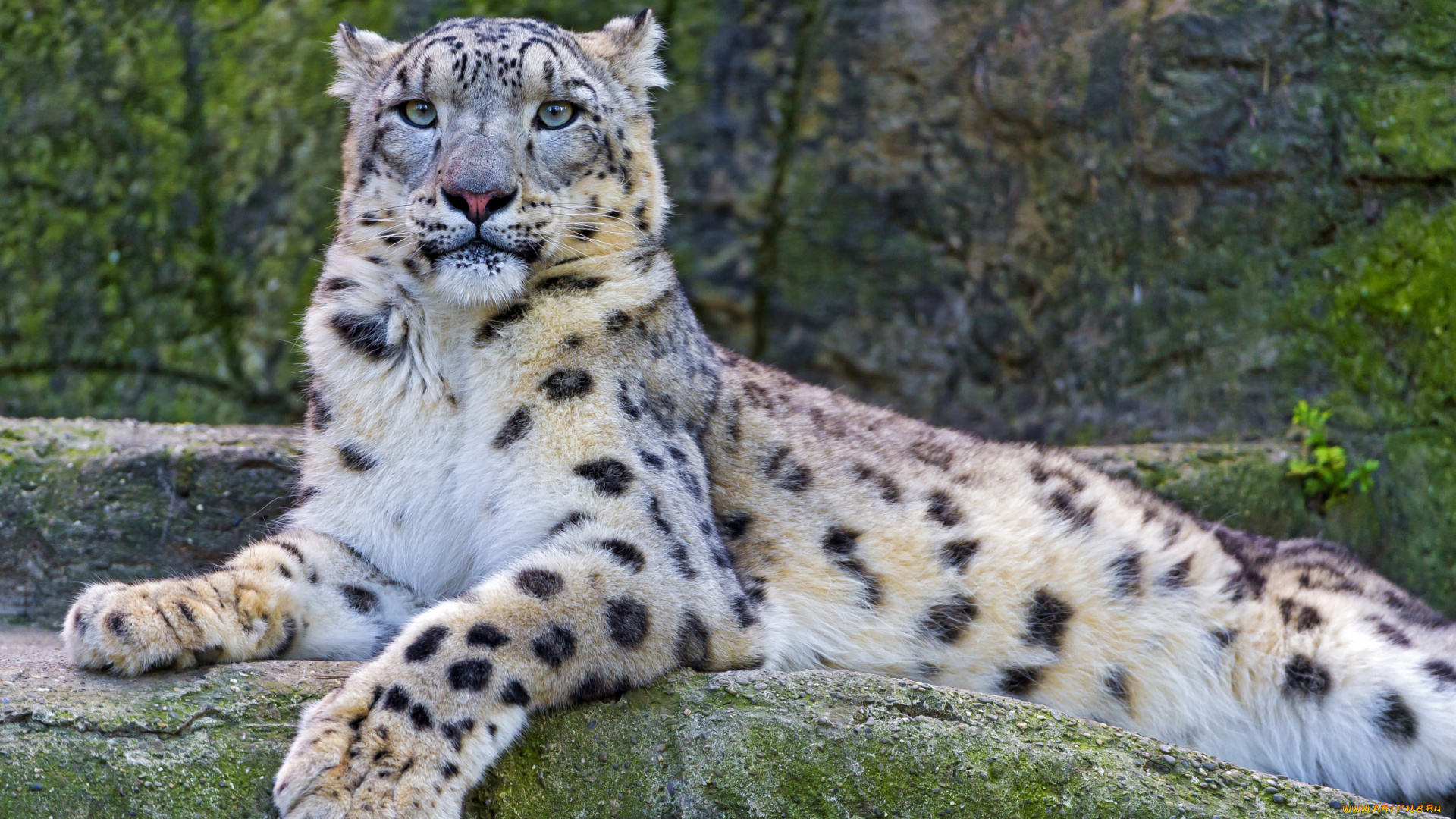 животные, снежный, барс, ирбис, отдых, достоинство