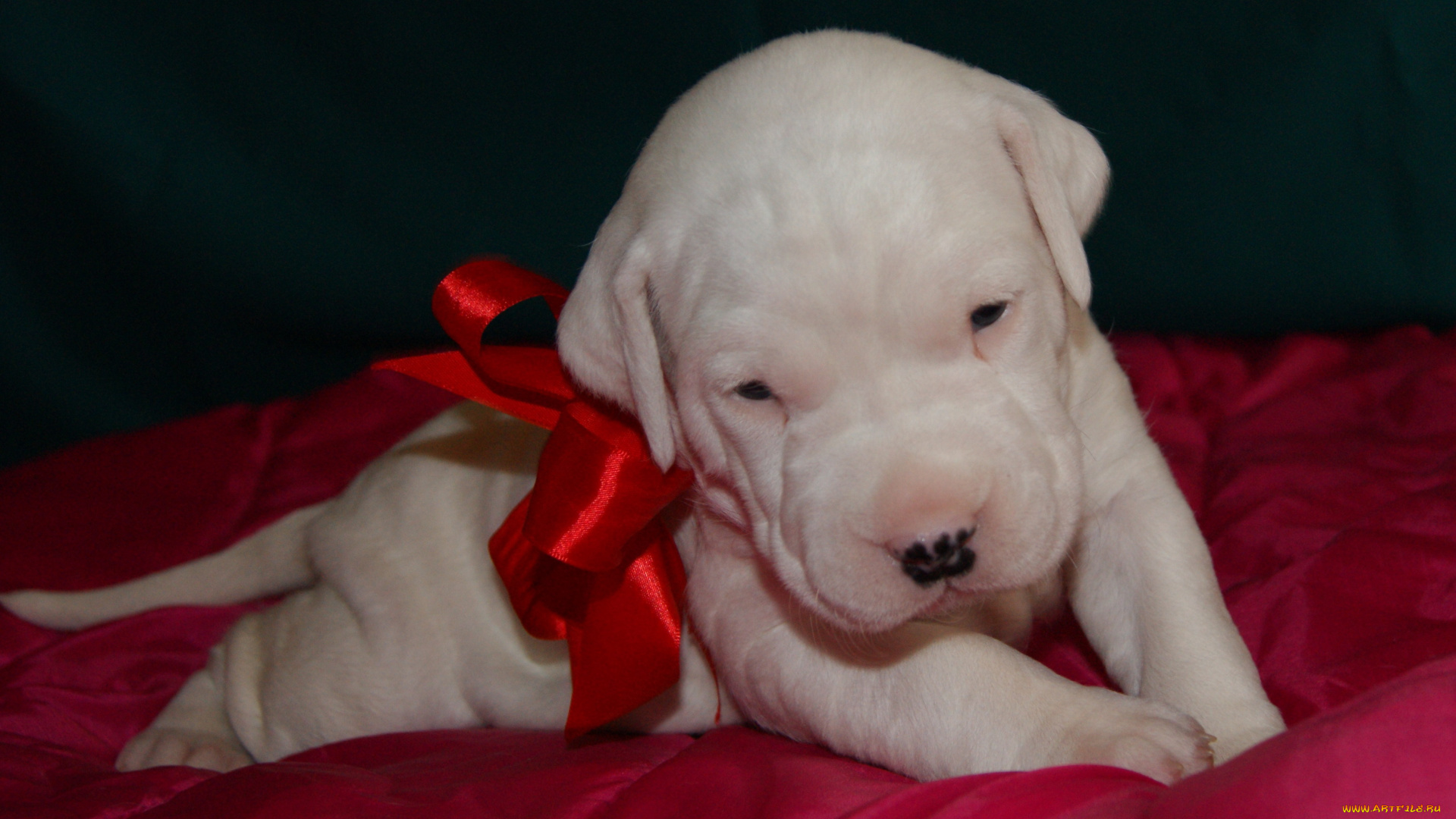 животные, собаки, белоснежный, бантик, щенок, аргентинский, дог
