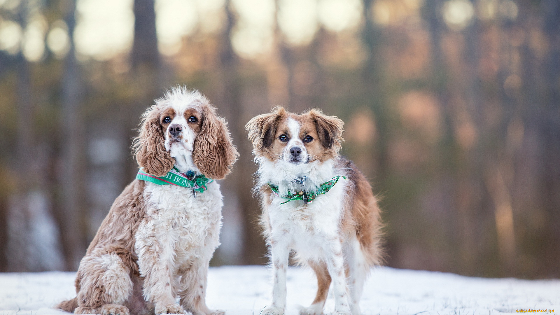 животные, собаки, снег, зима