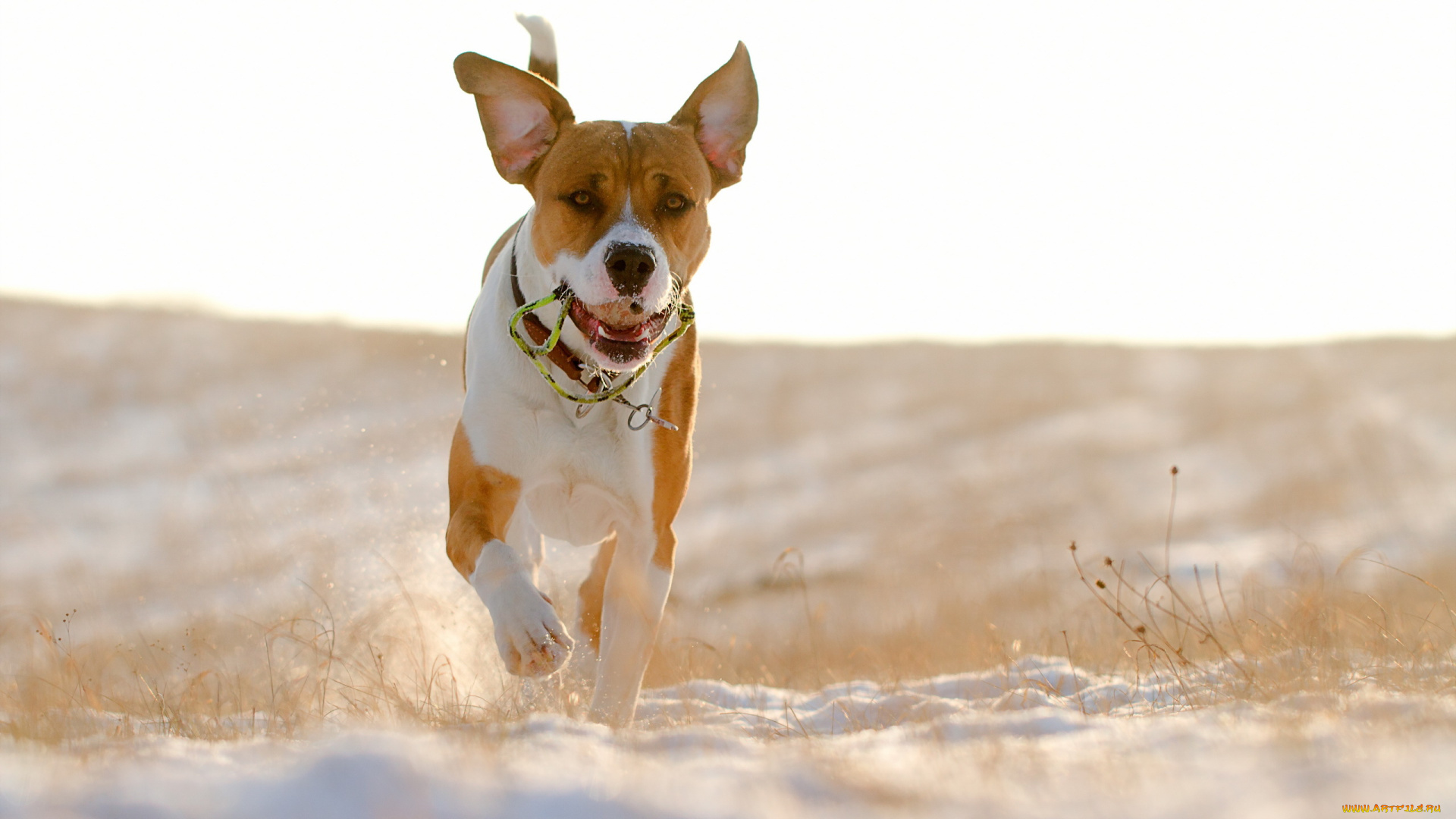 животные, собаки, снег, зима, собака