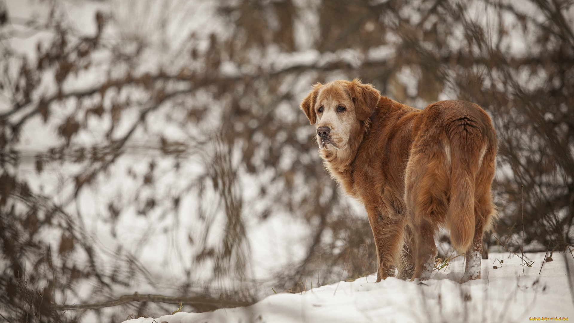 животные, собаки, собака, зима, снег