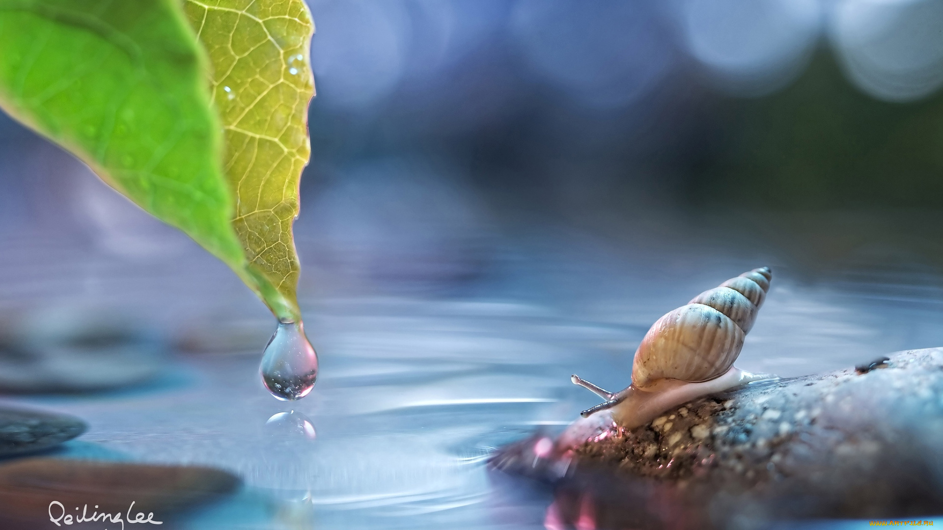 животные, улитки, домик, вода, капля, рожки