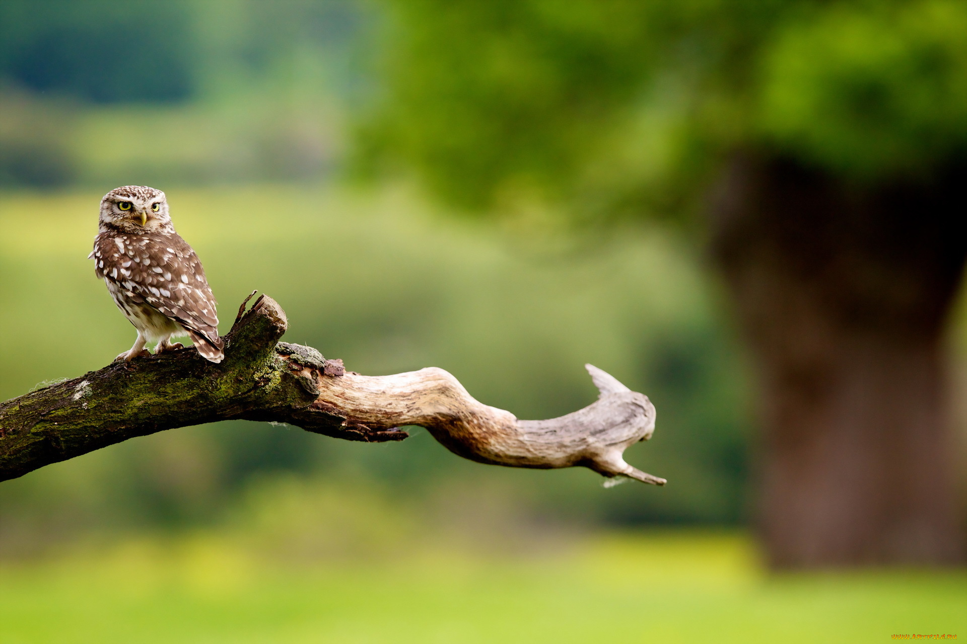 животные, совы, сова, сук, природа