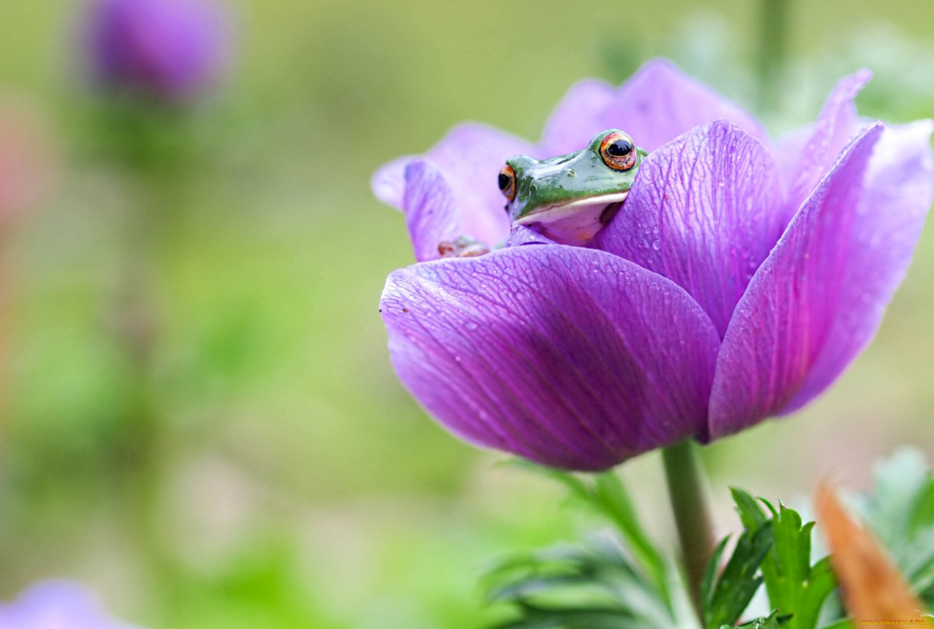 животные, лягушки, анемон