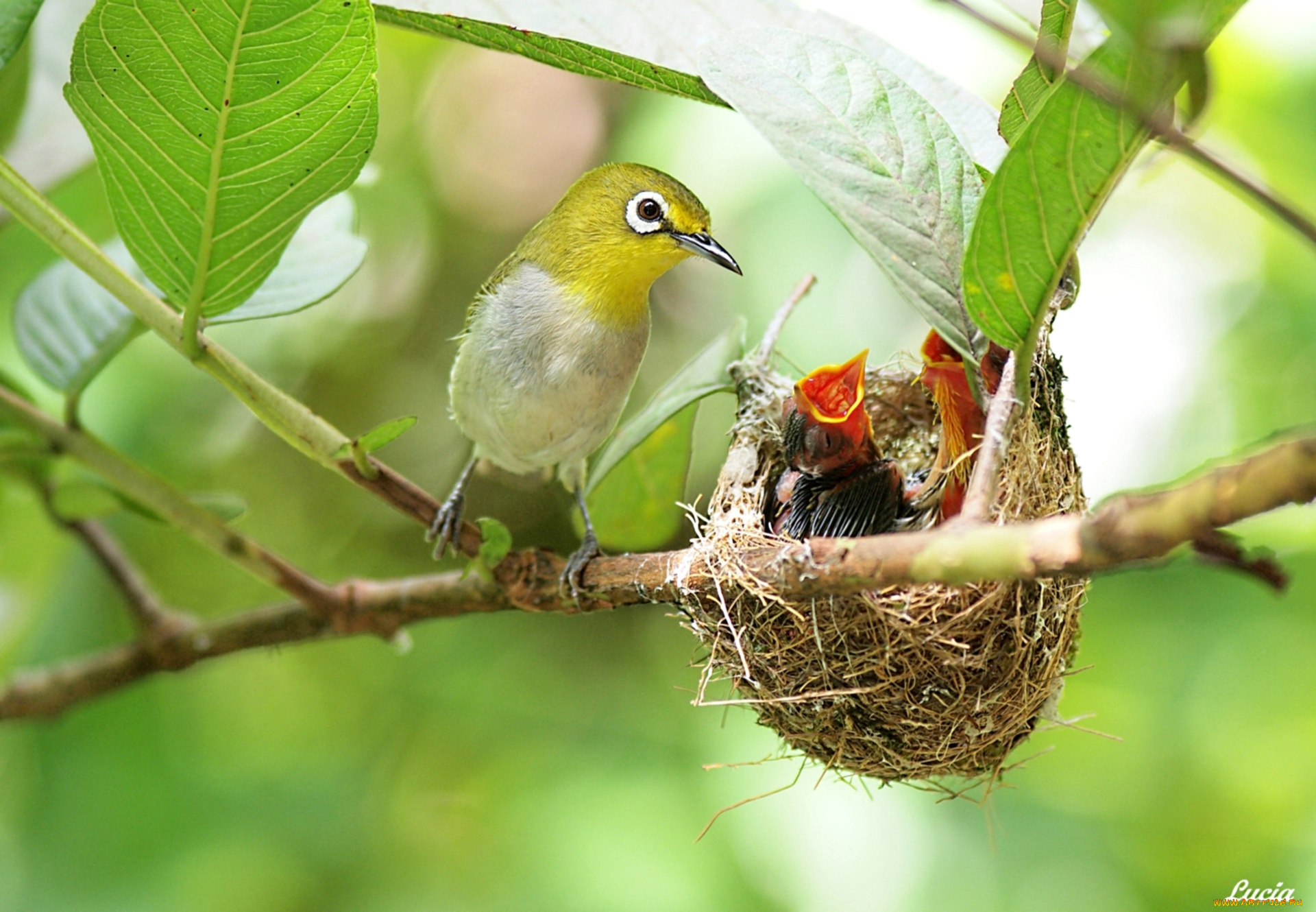 животные, гнезда, птиц, ветка, птенцы