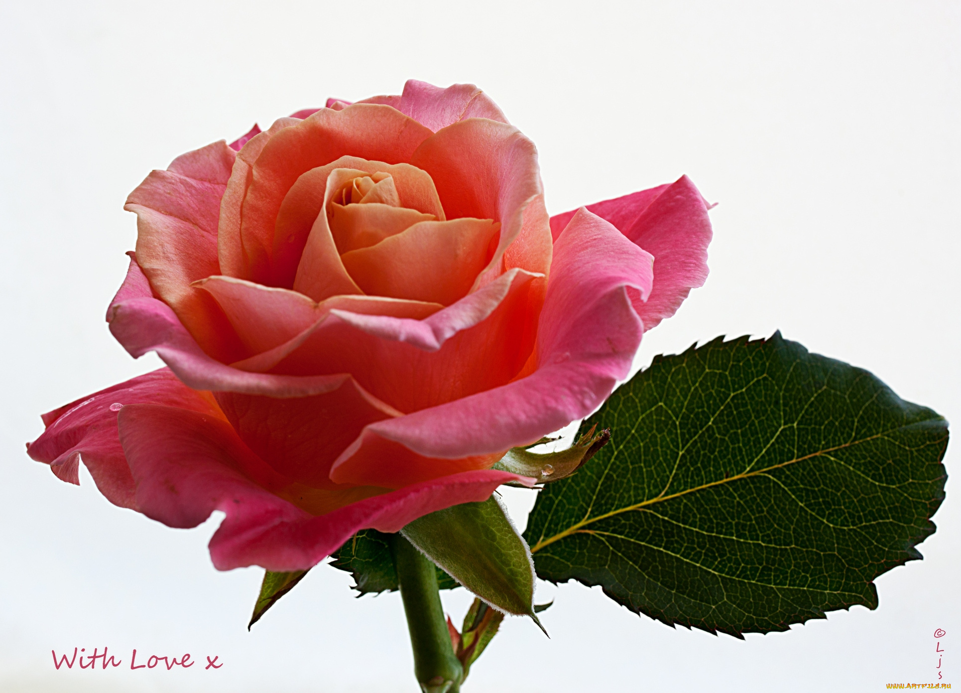 цветы, розы, лепестки