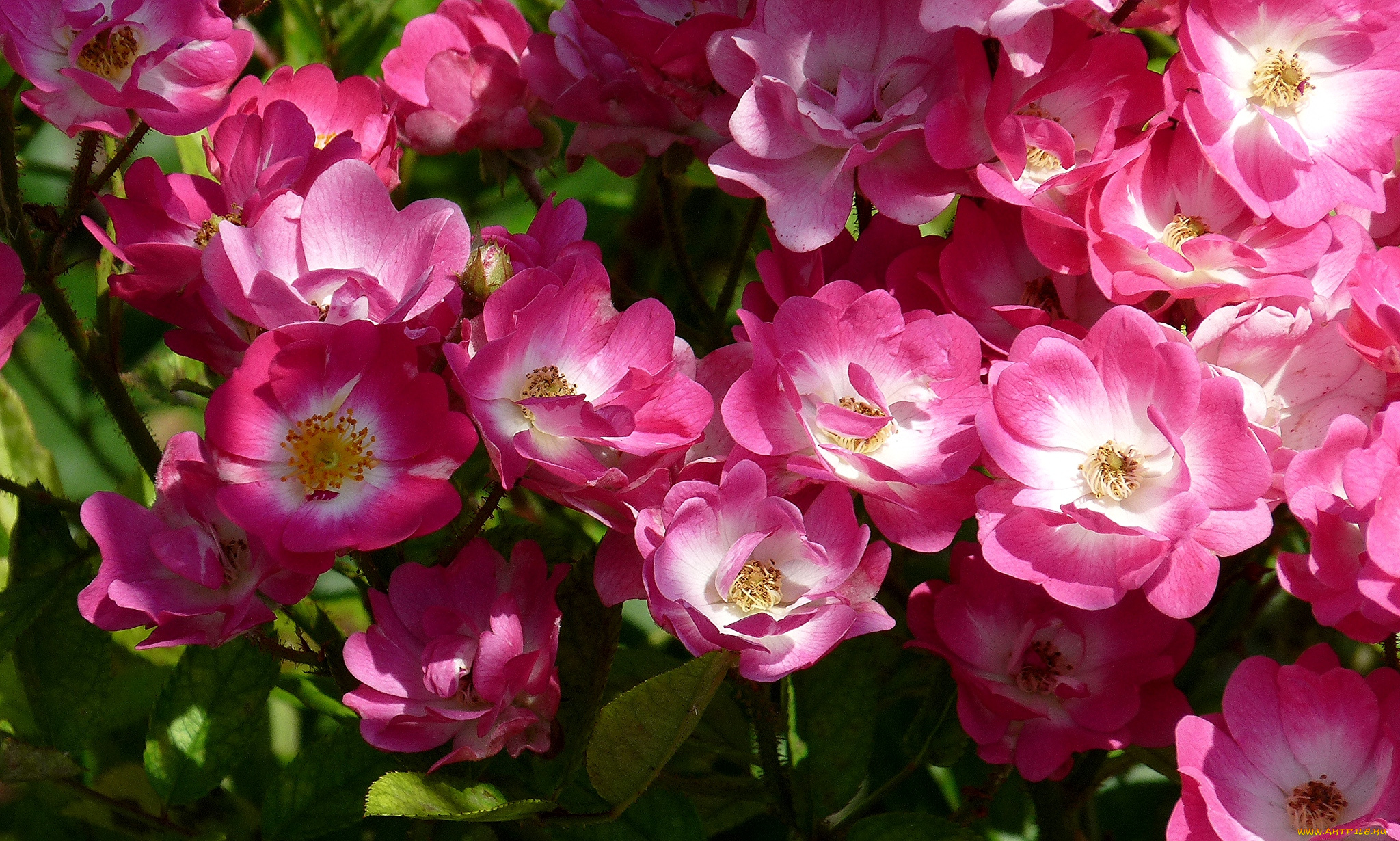 цветы, шиповник, много, розовый