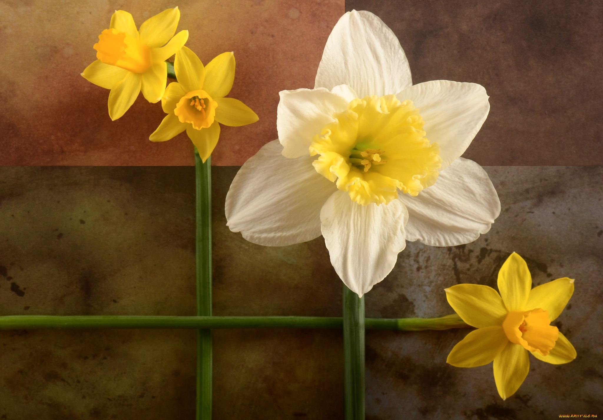 цветы, нарциссы, геометрия