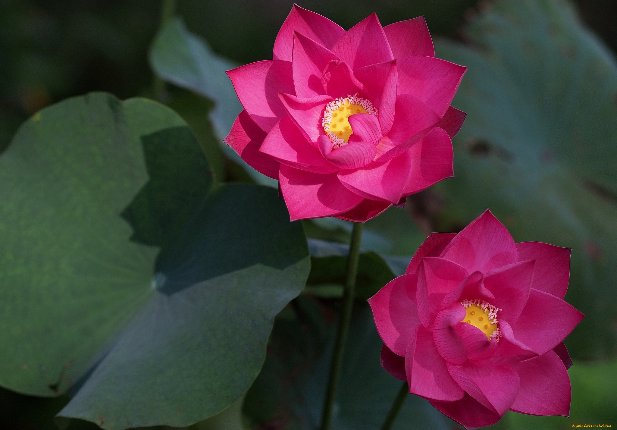 цветы, лотосы, малиновый, яркий