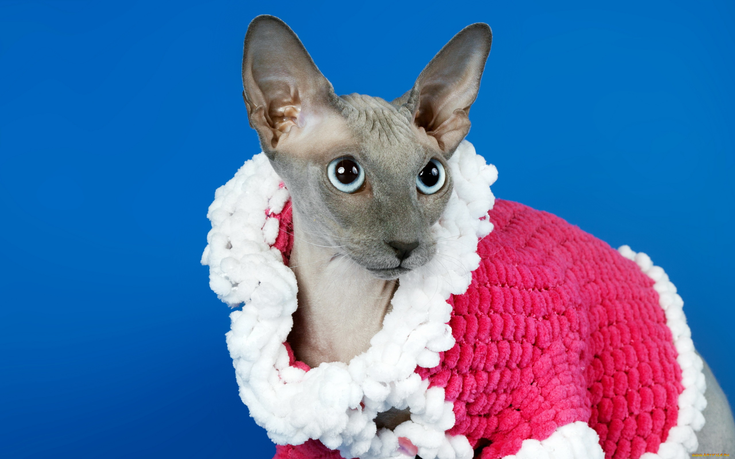 животные, коты, кошка, взгляд, фон