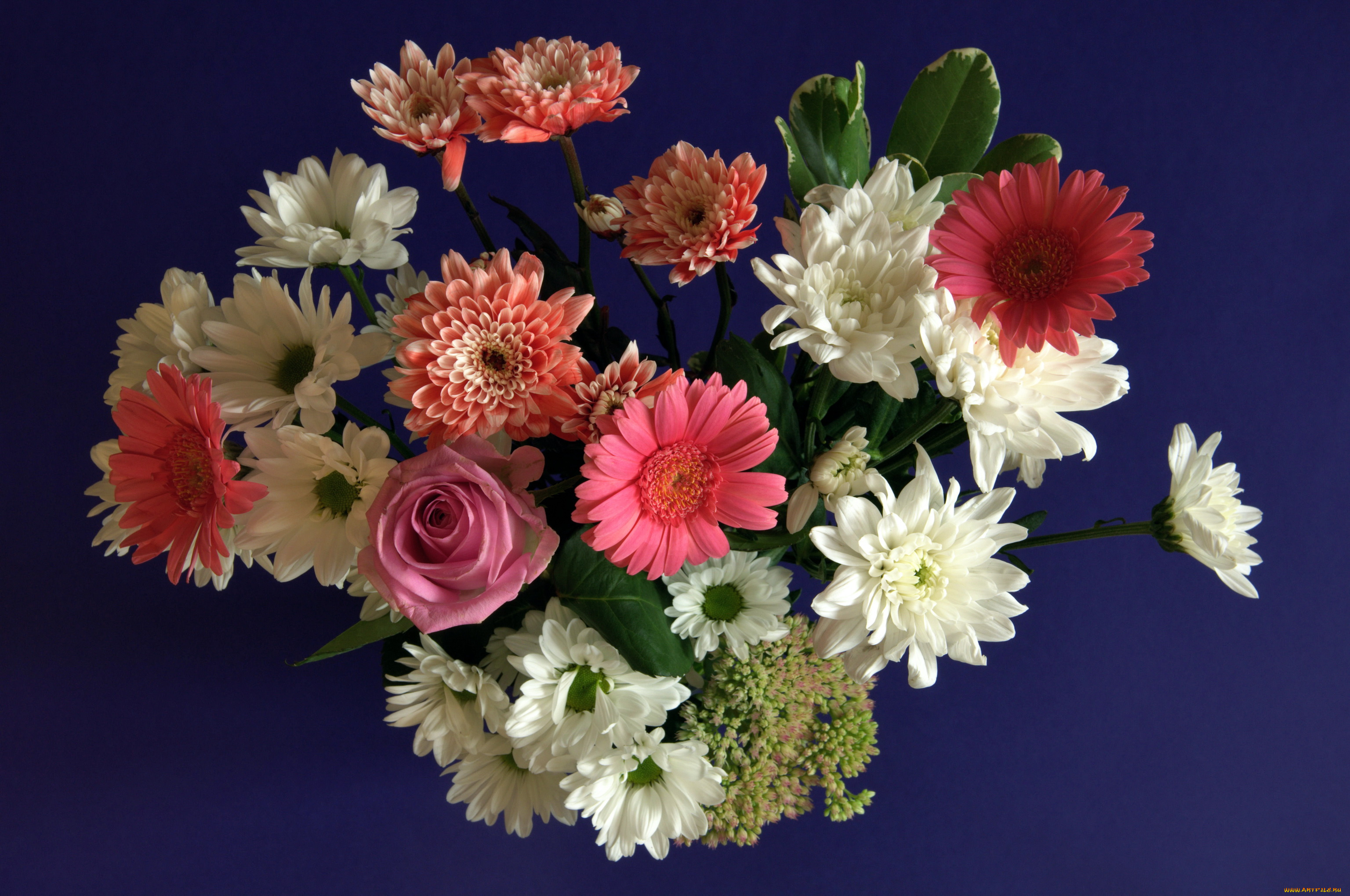 цветы, букеты, композиции, герберы, розы, хризантемы