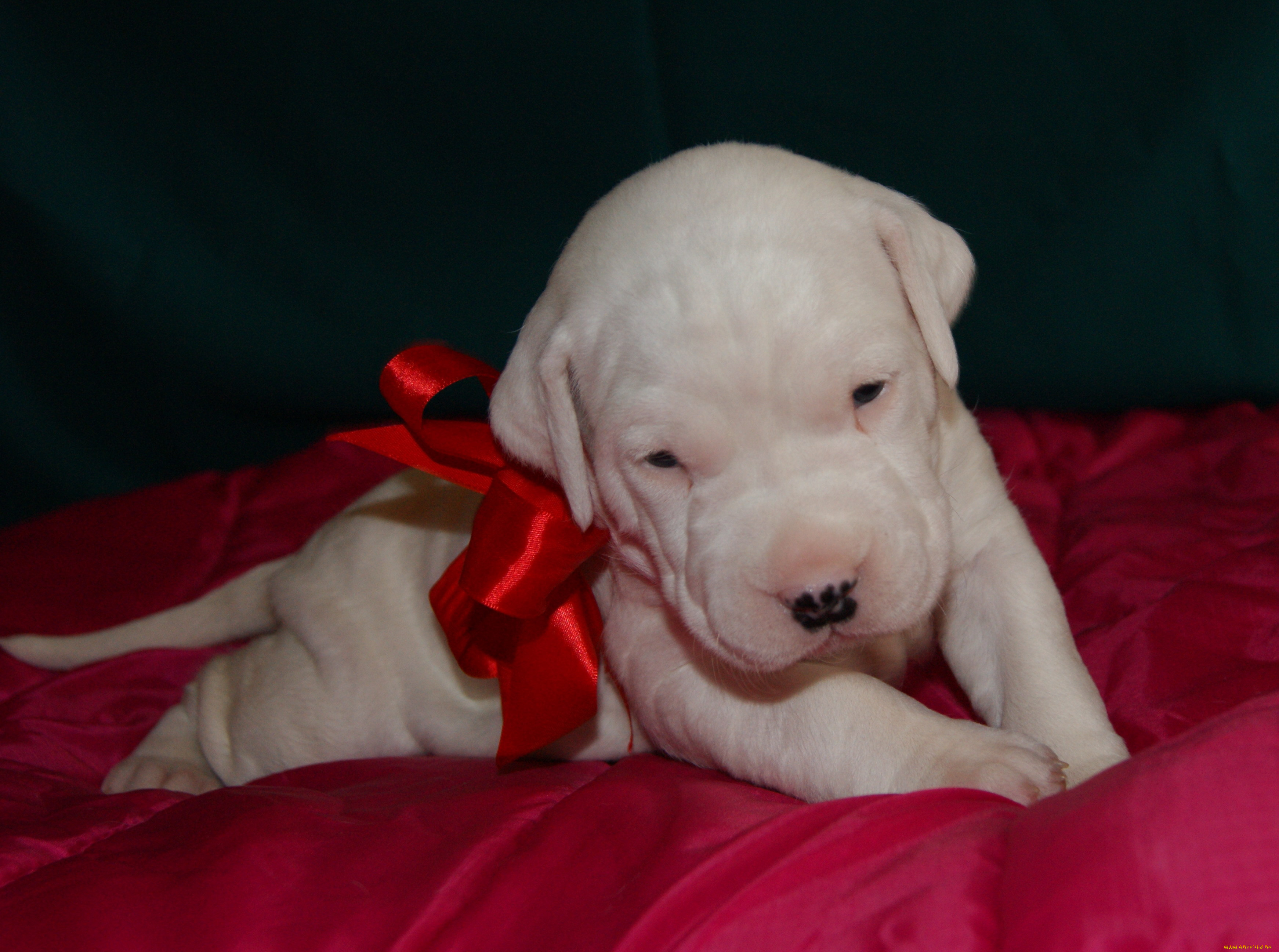 животные, собаки, белоснежный, бантик, щенок, аргентинский, дог