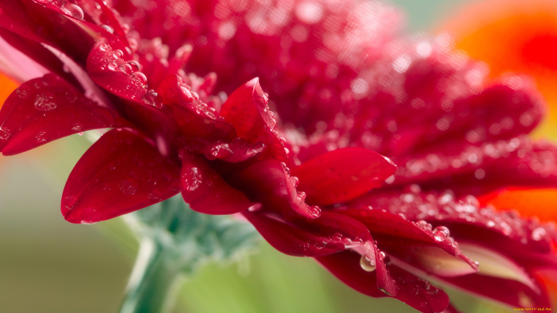 цветы, герберы, гербера, red, цветок, красный