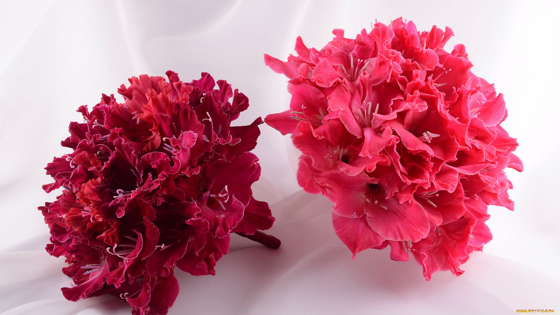 цветы, гладиолусы, бордовый, розовый, букеты