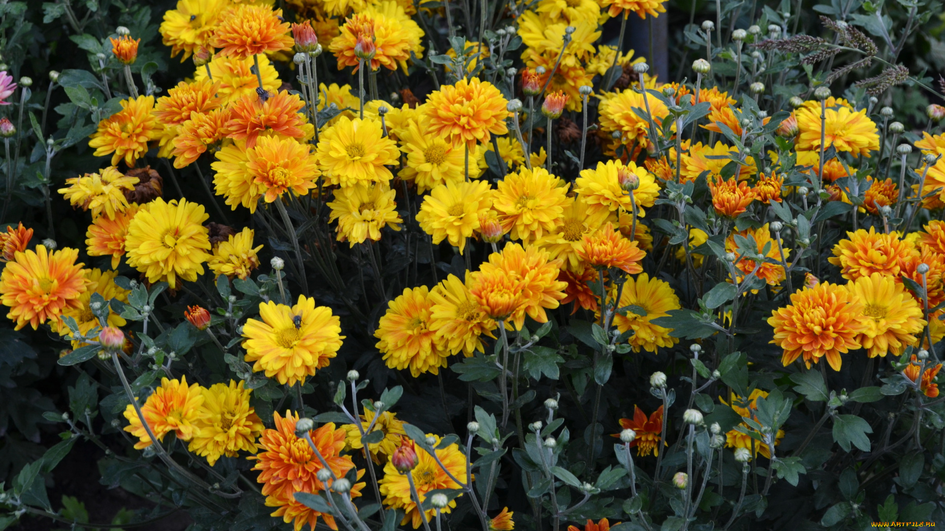 цветы, хризантемы, куст, желтые