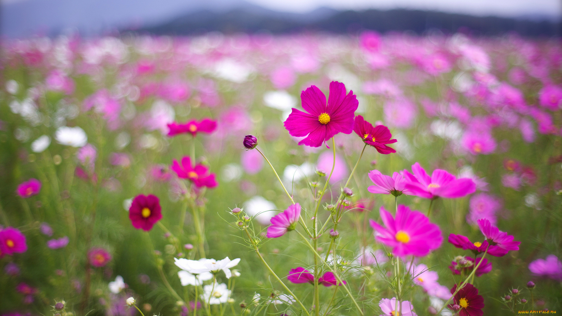 цветы, космея, розовые, лепестки, белые