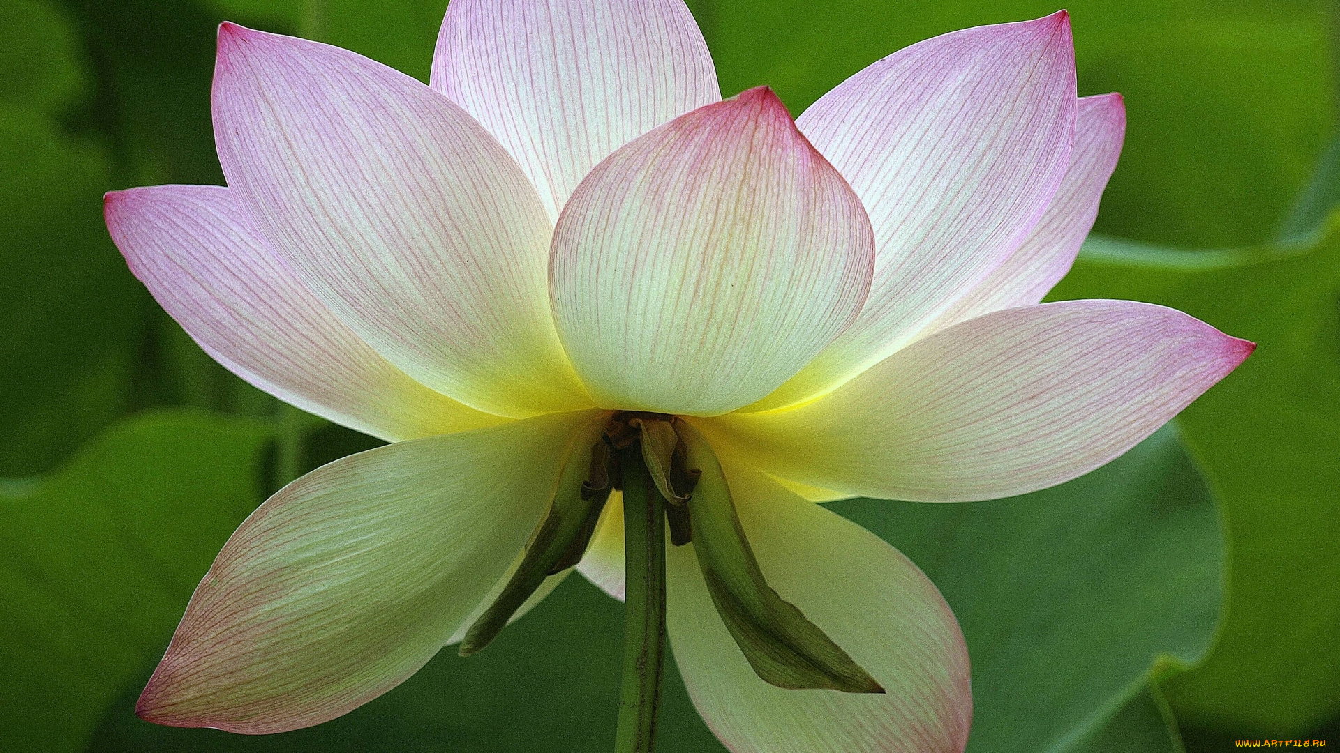 цветы, лотосы, лотос