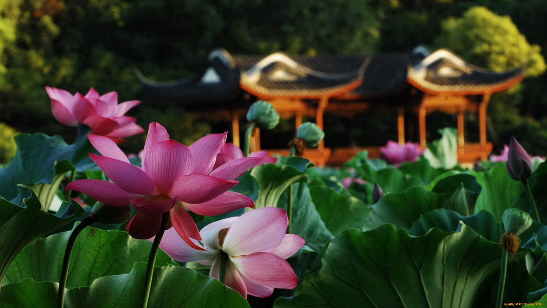 цветы, лотосы, лотос, листья, беседка, пруд