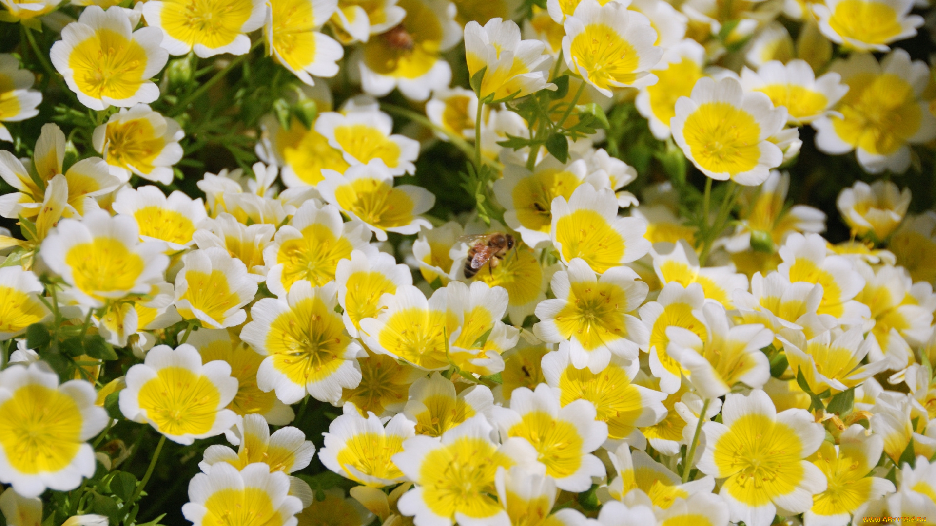 цветы, немофилы, , вероники, полевые